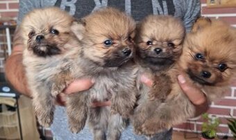 Oranžový špic -Pomeranian