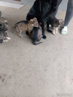 Ponúkam na predaj krížené Vlčiaky