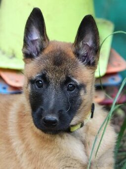 Belgický ovčiak - Malinois s PP, iba sučky