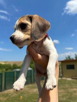 Beagle šteňa