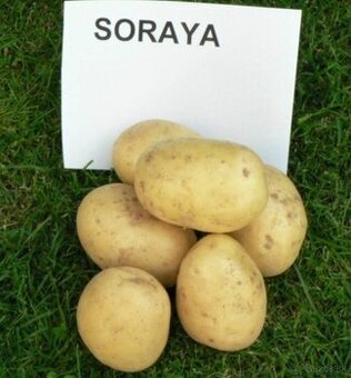 Predám konzumné zemiaky