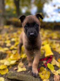 Belgický ovčiak - Malinois