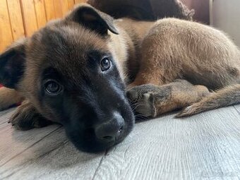 Belgický ovčiak - Malinois