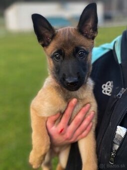 Belgický ovčiak - Malinois