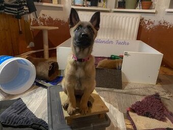 Belgický ovčiak - Malinois