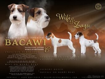 Jack Russel Terier | Jack Russell Terrier | s PP | FCI