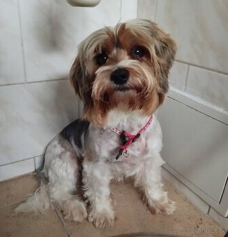 Biewer Jorkšírský teriér