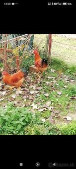 Tohoročný kohút hempšir