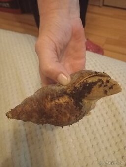 Darujem Africký slimák s boxom