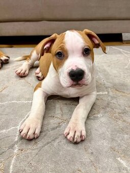 Psík Atrey 🐶 Americký Stafordšírsky teriér s PP 🐾 🩵