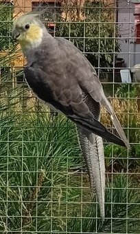 Korela pastelface SAMEC