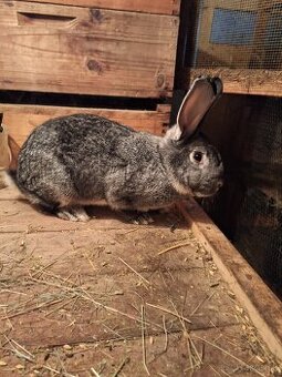 Králik Činčila veľká