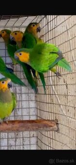 Eupsittula Pertinax Aratinga hnedo hrdlá