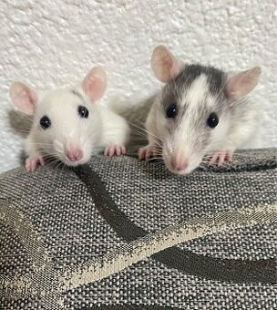 darujem potkany + klietka, vybava