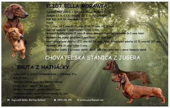 Jazvečík hladkosrstý štandard