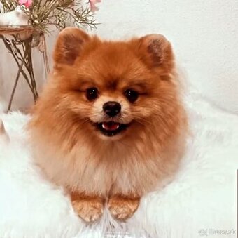 Pomeranian