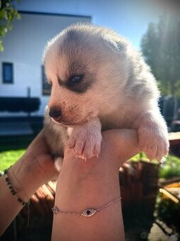 Sibírsky husky