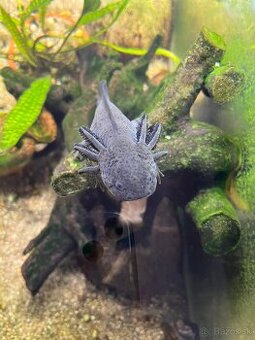 Axolotl Mexický
