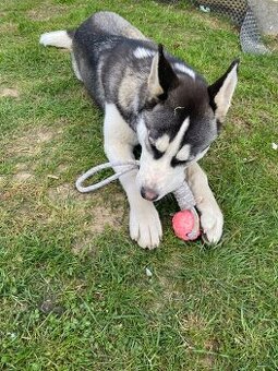 Darujem fenku Huskyho