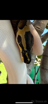 Phyton regius piebald