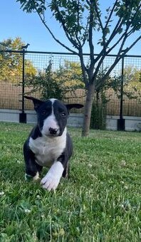Bulterier , bullterrier šteniatko