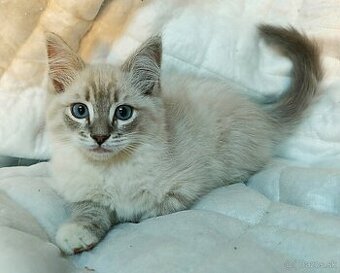 Ragdoll bez PP