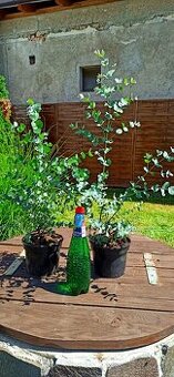 Eucalyptus / Eukalyptus Gunnii - mrazuvzdorný stálezelený