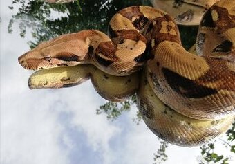 Veľhad kráľovský