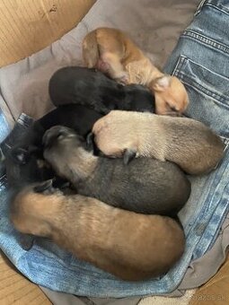 Predám šteniatka krížencov
