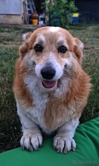 Darujem fenku welsh corgi pembroke