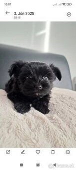 Black Yorkshire terrier - 1