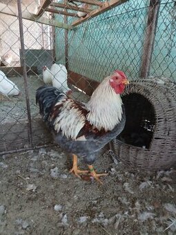 Zdrobnelá wyandotka lososová modrá