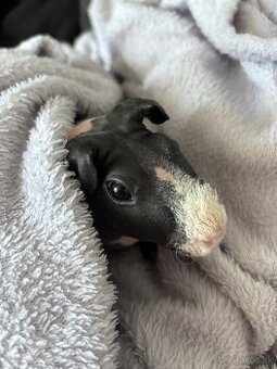 Predám skinny morčatá + výbava