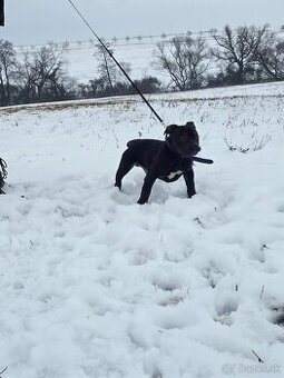 American bully Štandard