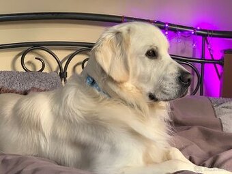 Iba do dobrých rúk - Zlatý Retriever