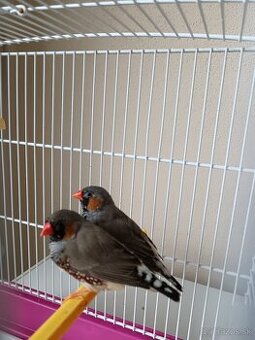 Zebričky austrálske