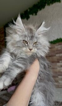 maciatko mainska myvalia