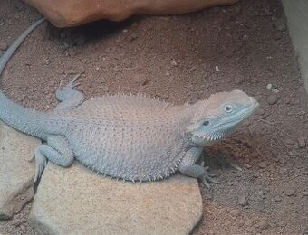 Agama bradatá hypo zero