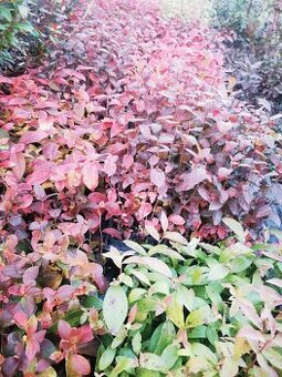 Čučoriedky sadenice