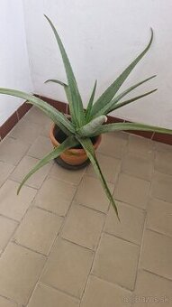 ALOE VERA