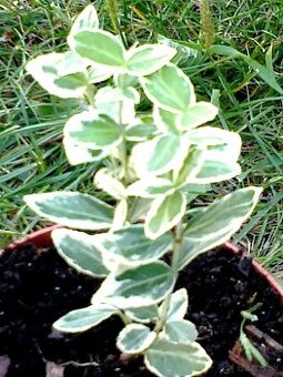 Bršlen Fortunov ´Emerald Gaiety´