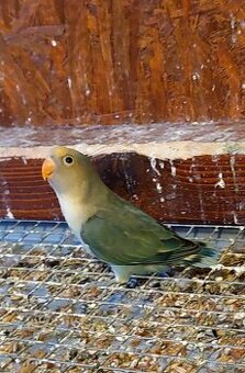 Agapornis