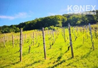 ID-3518 Vinica pri obci BORŠA – NA PREDAJ