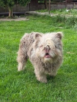Buldocek francuzsky floodle fluffy