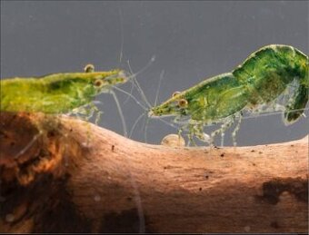 Neocaridina davidi var.green