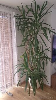 Juka/ Yucca obrovská