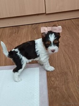 Yorkshire teriér