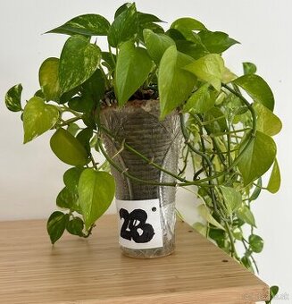 Predám Epipremnum vo váze č.28 za 7€