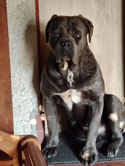 Krytie cane corso