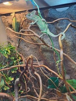 Chameleon jemensky